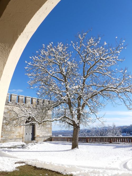 winter tree snow