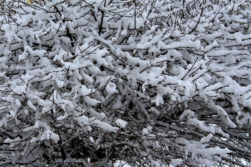 winter snow tree