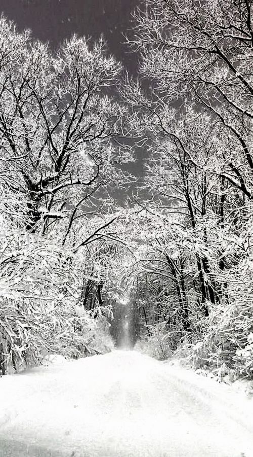 winter snow forest