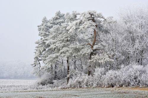 winter frost snow