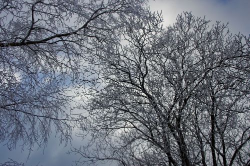 winter tree wintry