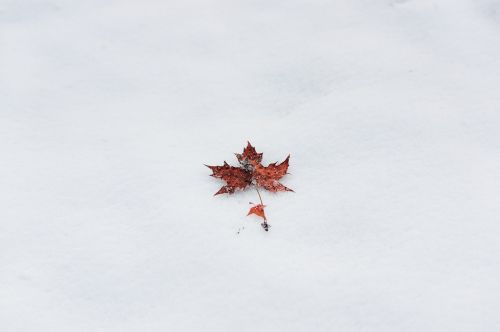 winter maple minimalist