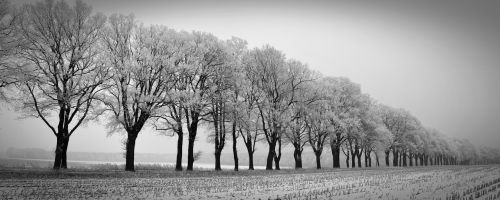 winter trees avenue