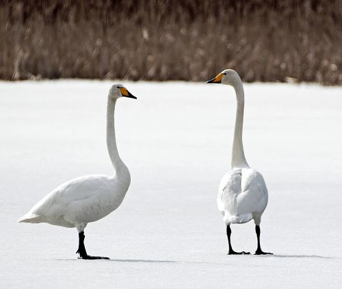winter frost swan