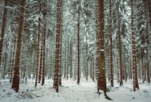 winter snow trees