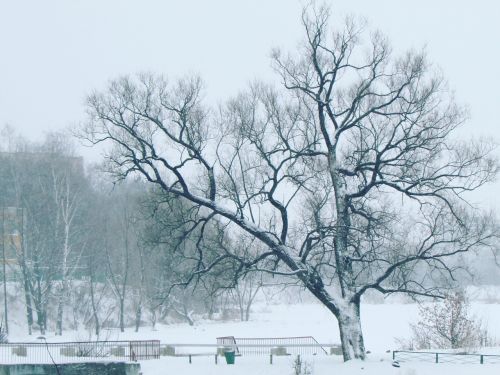 winter park tree