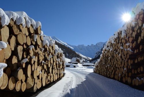 winter sun wood