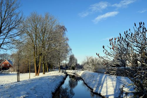 winter bach tree