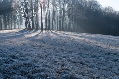 winter nature frost