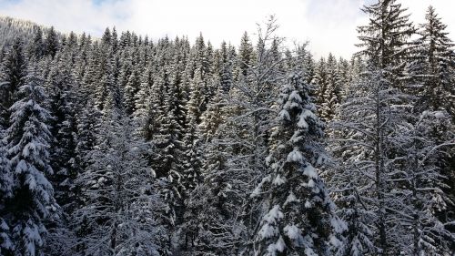 winter austria trees