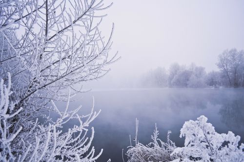 winter water trees