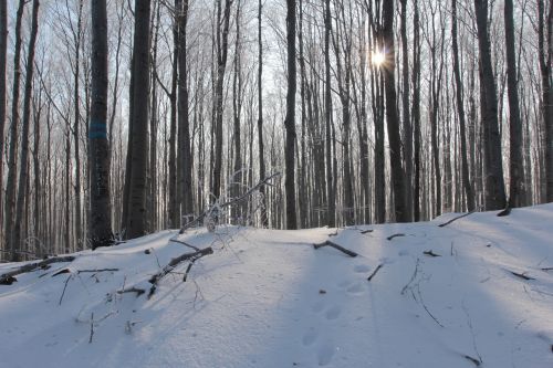 winter forest tree