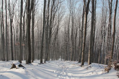 winter forest tree