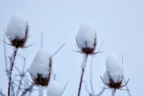 winter wild teasel snow