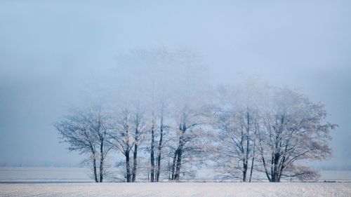 winter foggy trees