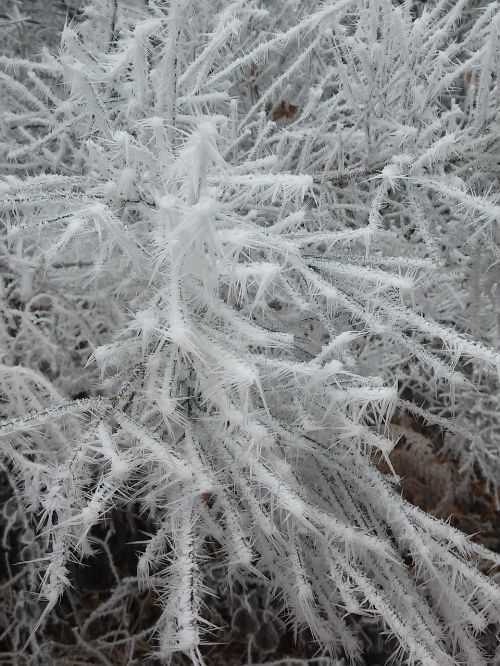winter ice frost