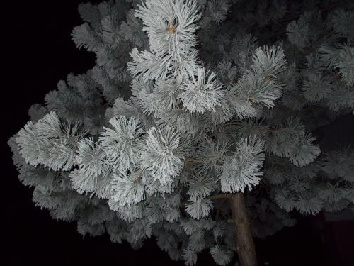 winter snow tree