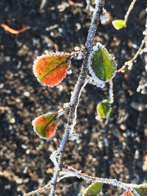 winter leaves eiskristalle