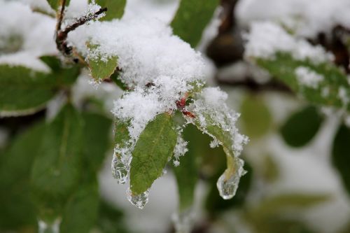 winter leaves snow