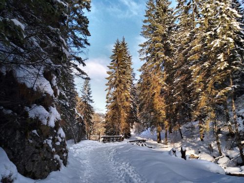 winter snow landscape