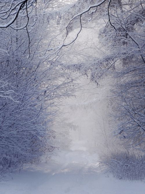 winter landscape white