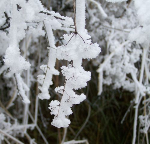 winter dérlepte vegetation rime