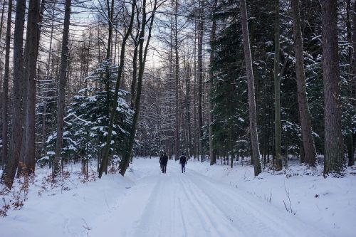 winter forest snow