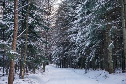 winter forest snow