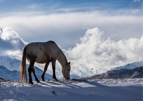 winter azerbaijan horse