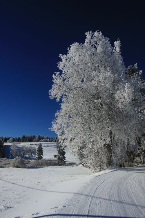 winter snow scene frost