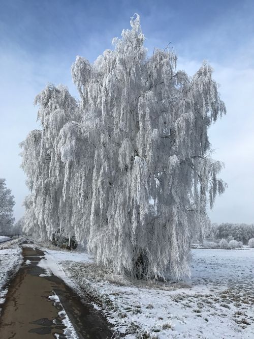 winter birch nature