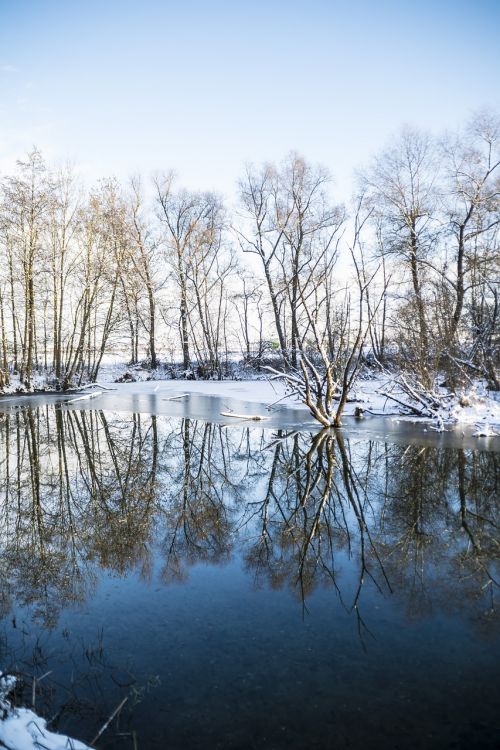 winter mirroring trees