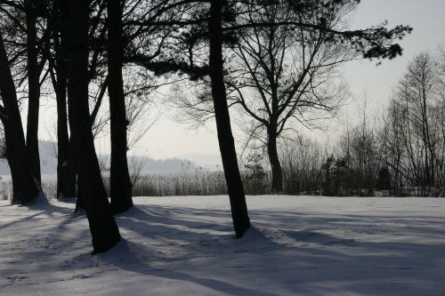 winter trees snow