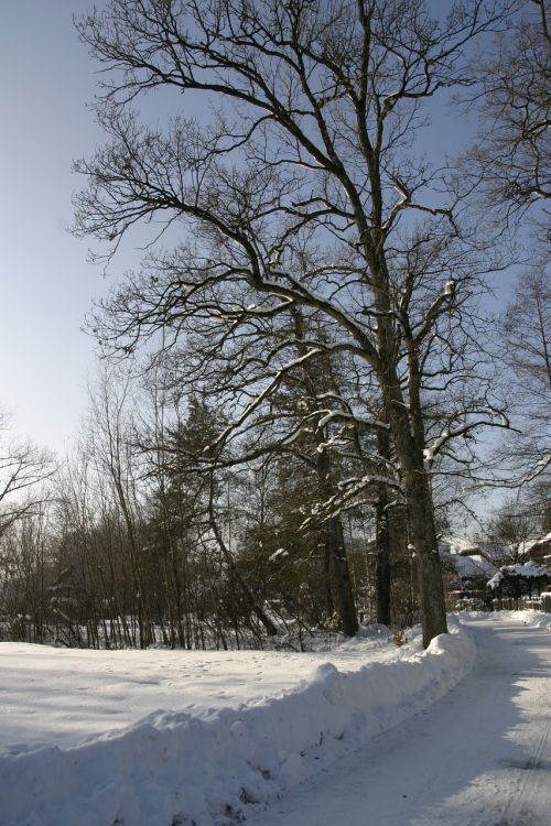 winter trees snow