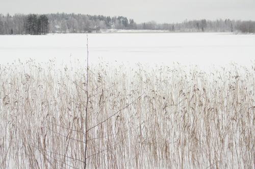 winter frozen lake white