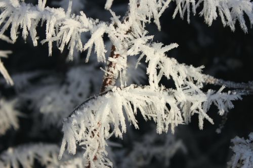winter eiskristalle frozen