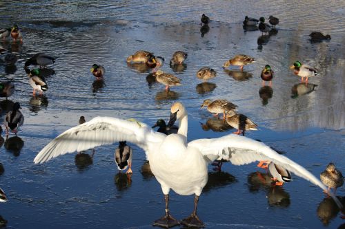 winter swan nature