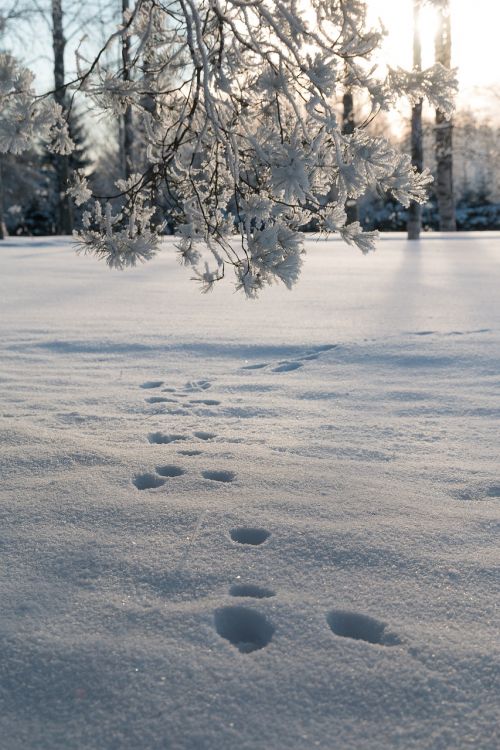 winter snow nature