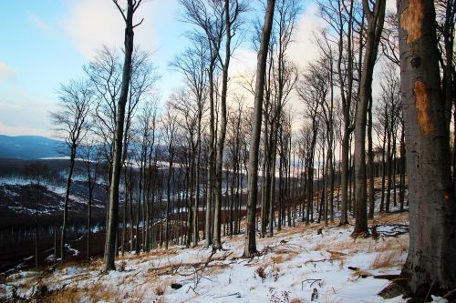 winter forest tree