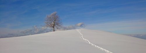 winter tree snow