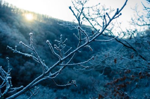 winter ice forest