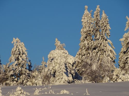 winter winter forest snow