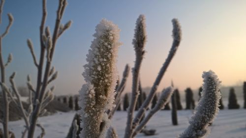 winter snow frost