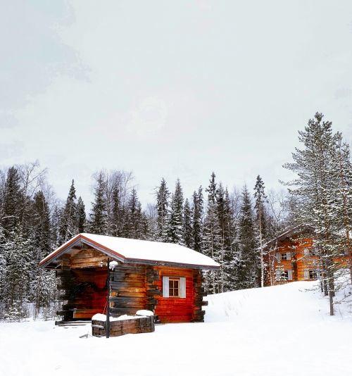 winter snow forest