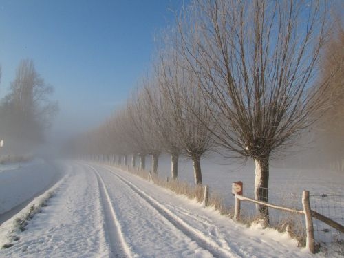 winter snow willow