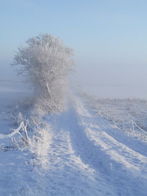 winter white snow