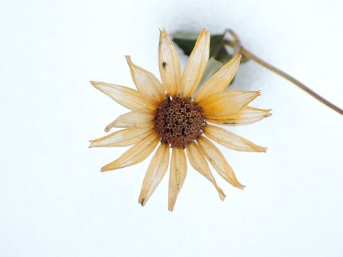 winter snow flower