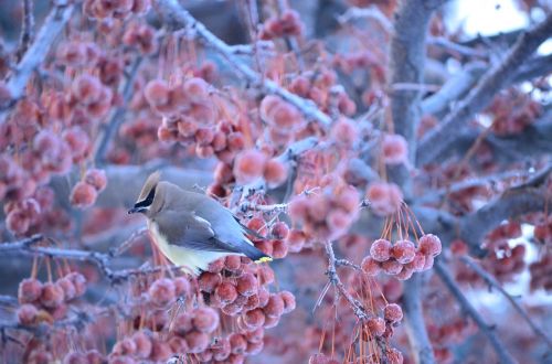 winter bird frozen
