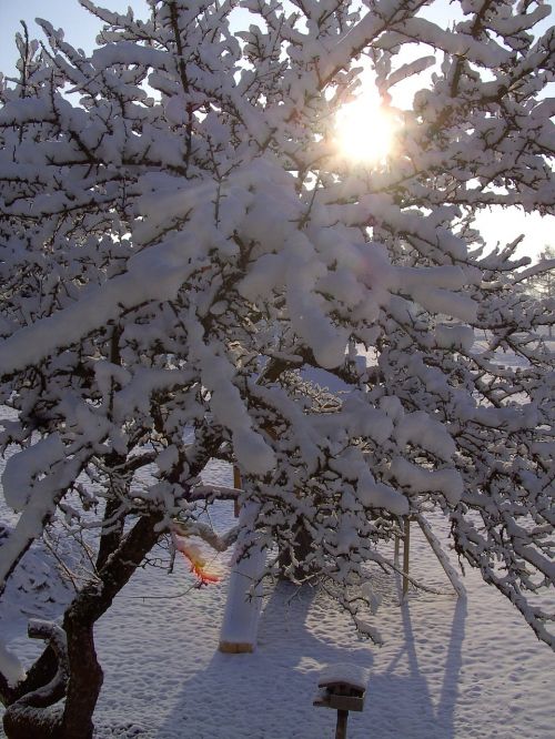 winter tree snowy