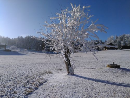 winter hoarfrost frost